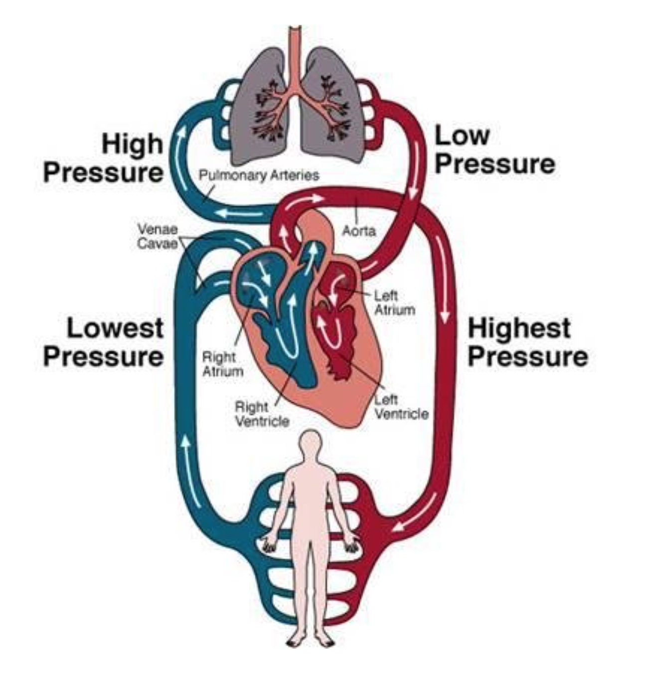 how-circulation-affects-your-overall-health-healinghousedoctor